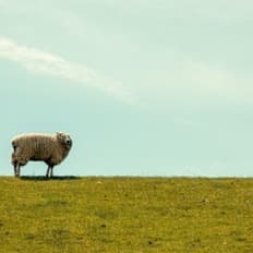 Auf der grünen Wiese: So gehen Sie Ihr Shopprojekt an